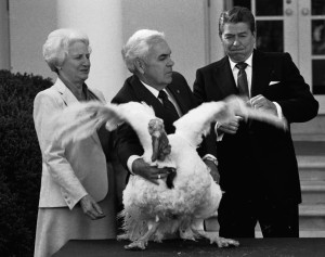 President Ronald Reagan seems started as John Hendrick, President of the National Turkey Federation, presents him with the annual live ?Thanksgiving Turkey? Friday, Nov. 16, 1984 in Washington at the White House. The live bird was not in the mood to stand still for the photographers who were present for the event. (AP Photo/Scott Stewart)